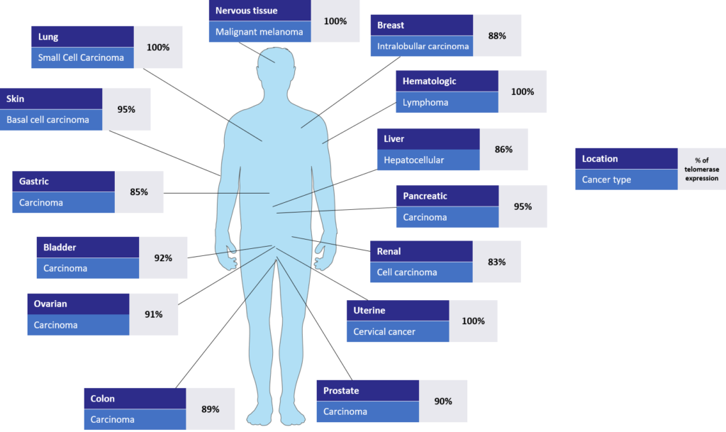 Telomerase overexpression levels, per cancer type