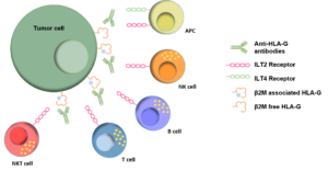 HLA-G - INMAB-1