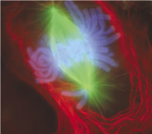 Cell mitosis