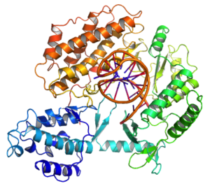 Telomerase structure
